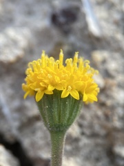 Chaenactis nevii