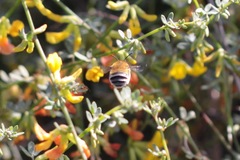 Anthophora centriformis