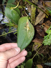 Pleurothallis lilijae