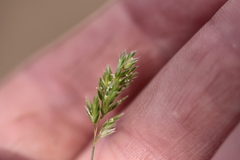 Koeleria gerardii