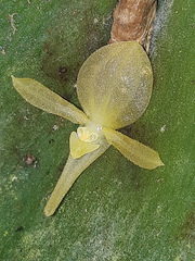 Pleurothallis lilijae
