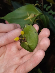 Pleurothallis lilijae