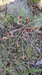 Lomatium hooveri