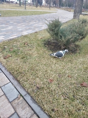 Columba livia domestica