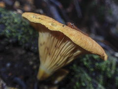 Austropaxillus muelleri