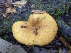 Austropaxillus muelleri
