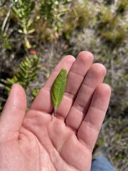 Rhodomyrtus tomentosa image