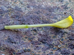 Rigiopappus leptocladus