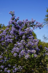 Ceanothus impressus nipomensis
