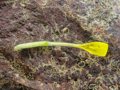 Rigiopappus leptocladus