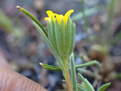 Rigiopappus leptocladus