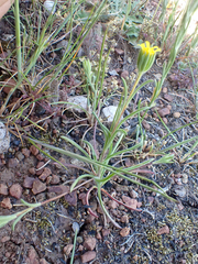 Rigiopappus leptocladus