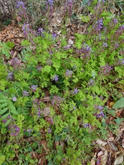 Corydalis incisa
