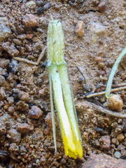 Rigiopappus leptocladus