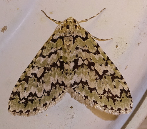 Cladara atroliturata