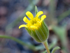 Rigiopappus leptocladus