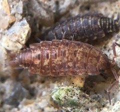 Porcellionides cingendus