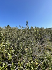 Rhodomyrtus tomentosa image