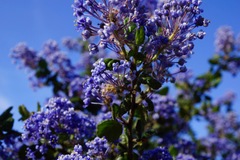 Ceanothus impressus nipomensis