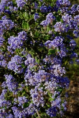 Ceanothus impressus nipomensis