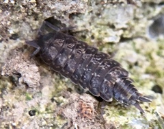 Porcellionides cingendus