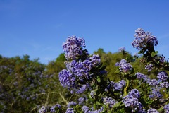Ceanothus impressus nipomensis