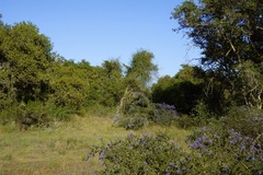 Ceanothus impressus nipomensis