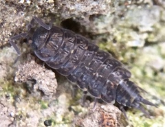 Porcellionides cingendus