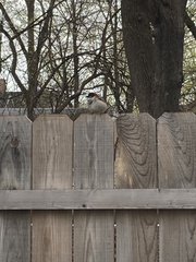 Passer domesticus