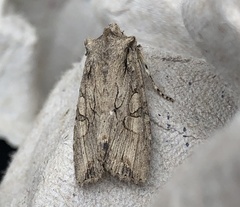 Lithophane disposita