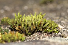 Schistidium apocarpum