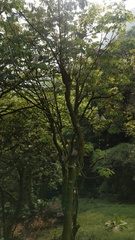 Bretschneidera sinensis