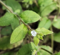 Thyrocarpus glochidiatus