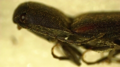 Dalopius insulanus