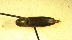 Dalopius insulanus