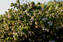 Arctostaphylos purissima purissima