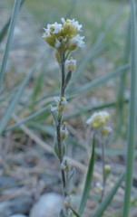 Draba cana