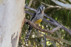 Anthochaera paradoxa