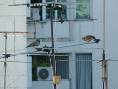 Streptopelia chinensis