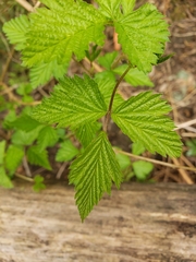 Rubus spectabilis