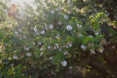 Arctostaphylos purissima purissima