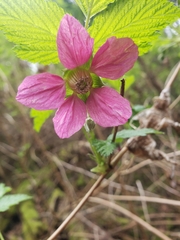 Rubus spectabilis