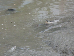 Periophthalmodon schlosseri