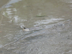 Periophthalmodon schlosseri