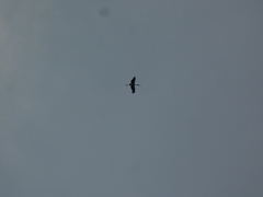 Mycteria leucocephala