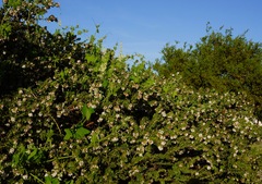 Arctostaphylos purissima purissima