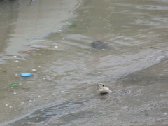 Periophthalmodon schlosseri