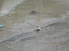 Periophthalmodon schlosseri