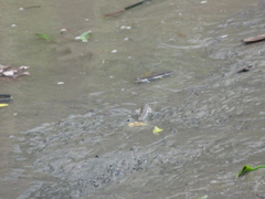 Periophthalmodon schlosseri