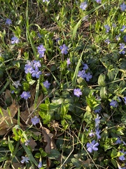 Vinca minor
